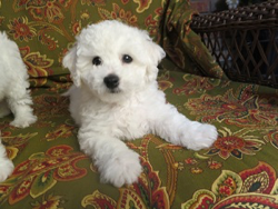 SOPHIA & ACE <br> BICHON FRISE PUPPIES <br>FOR SALE