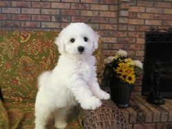 SOPHIA & ACE <br> BICHON FRISE PUPPIES <br>FOR SALE