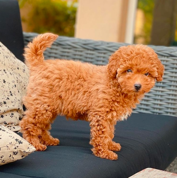 Cody <br>Toy Poodle <br>for sale