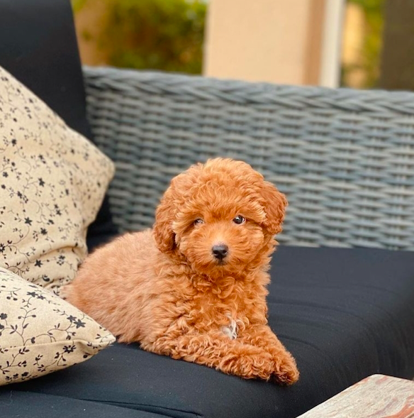 Cody <br>Toy Poodle <br>for sale