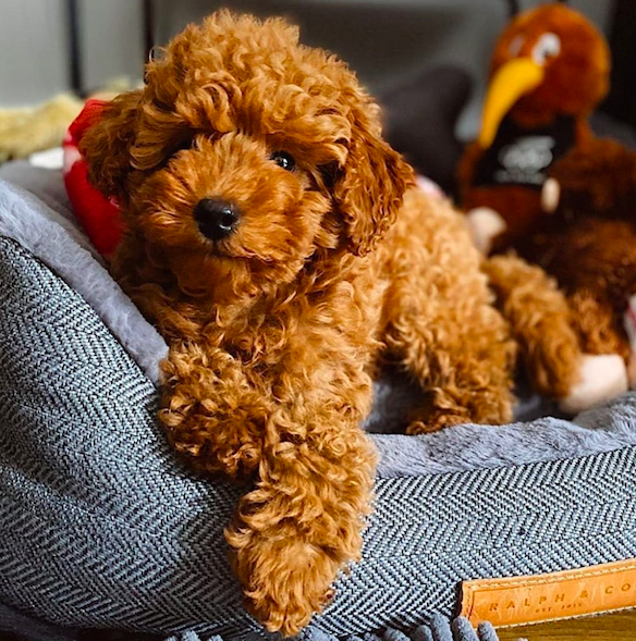 Cody <br>Toy Poodle <br>for sale