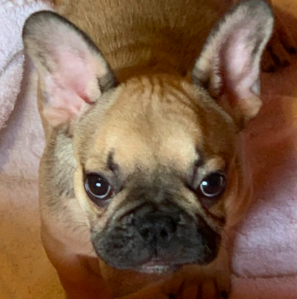 Maddox & Nina <br>French Bulldog <br>for sale