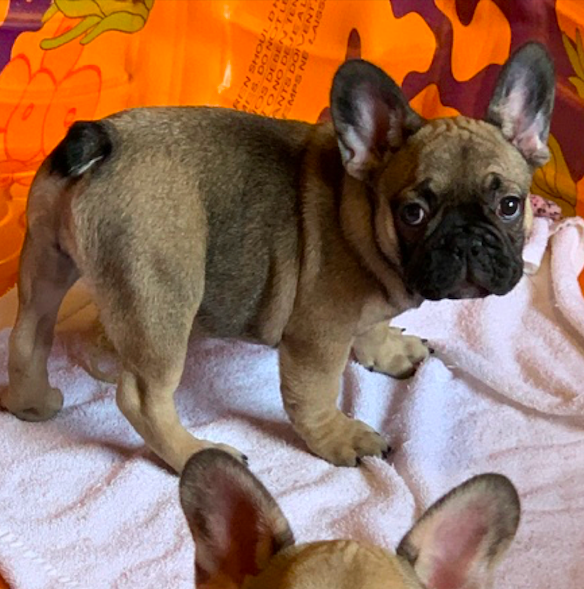 Maddox & Nina <br>French Bulldog <br>for sale