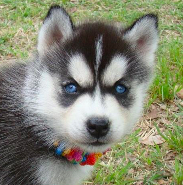 NOVA <br>SIBERIAN HUSKY PUPPY <br>FOR SALE