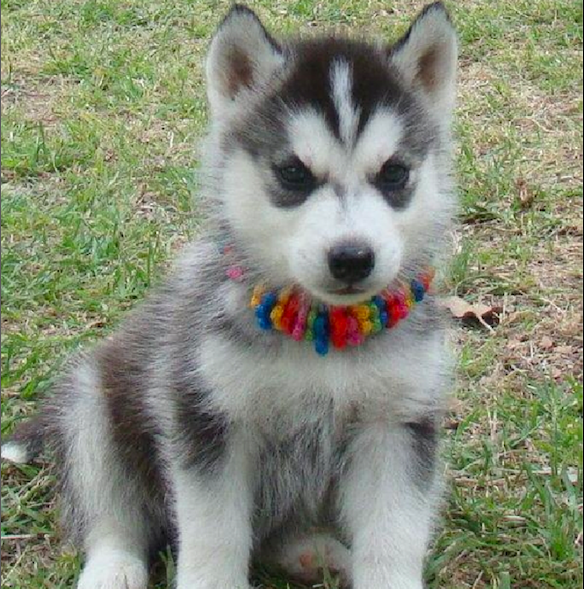 NOVA <br>SIBERIAN HUSKY PUPPY <br>FOR SALE