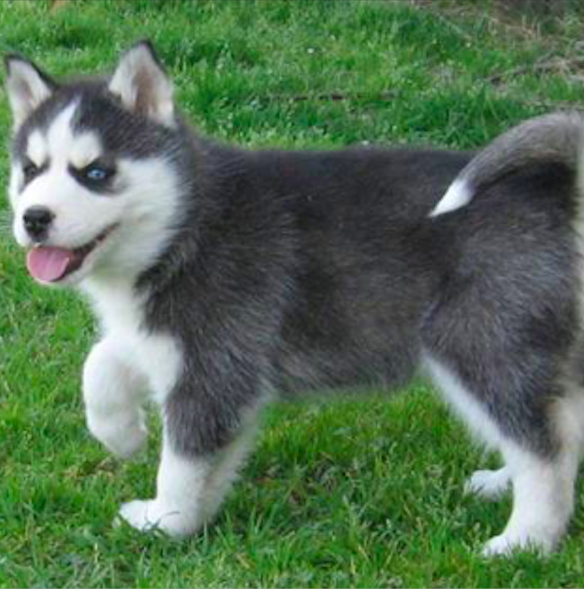 RICO <br>Siberian Husky <br>for sale