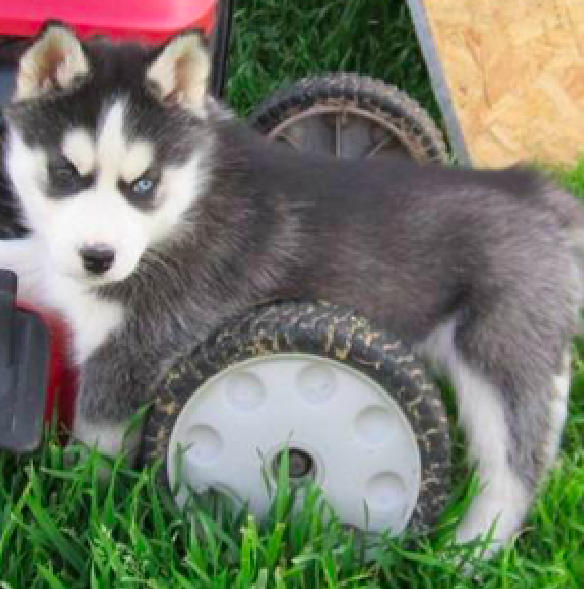 RICO <br>Siberian Husky <br>for sale