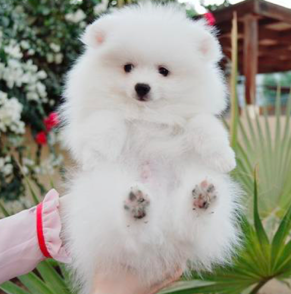 AMORE<br> POMERANIAN PUPPY <br>FOR SALE 