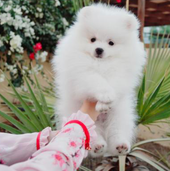 AMORE POMERANIAN PUPPY FOR SALE UAE Classic Pets