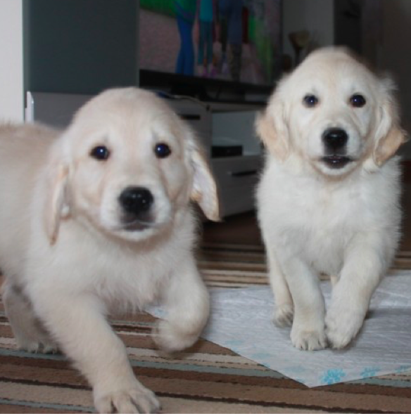 BEAR and CINDY<br> GOLDEN RETRIEVER PUPPY <br>FOR SALE