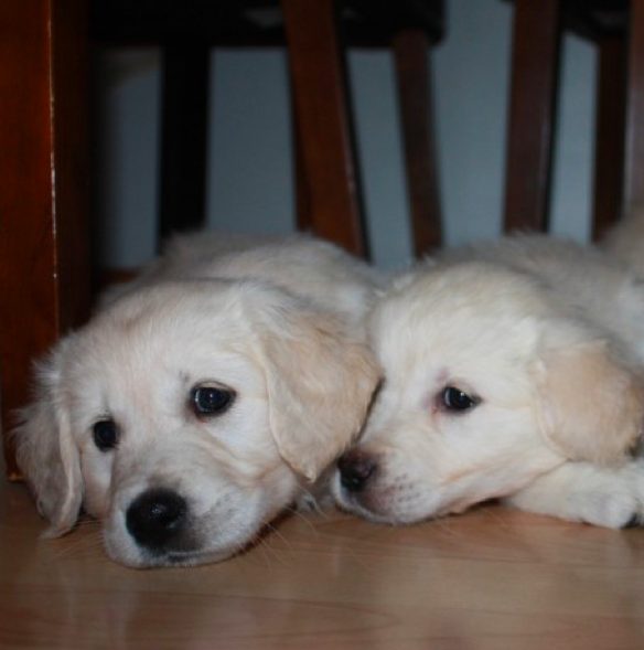 BEAR and CINDY<br> GOLDEN RETRIEVER PUPPY <br>FOR SALE