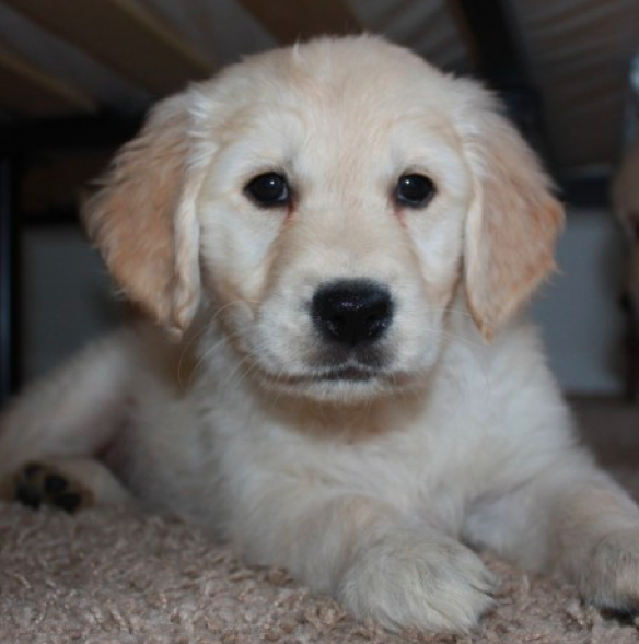 BEAR and CINDY<br> GOLDEN RETRIEVER PUPPY <br>FOR SALE