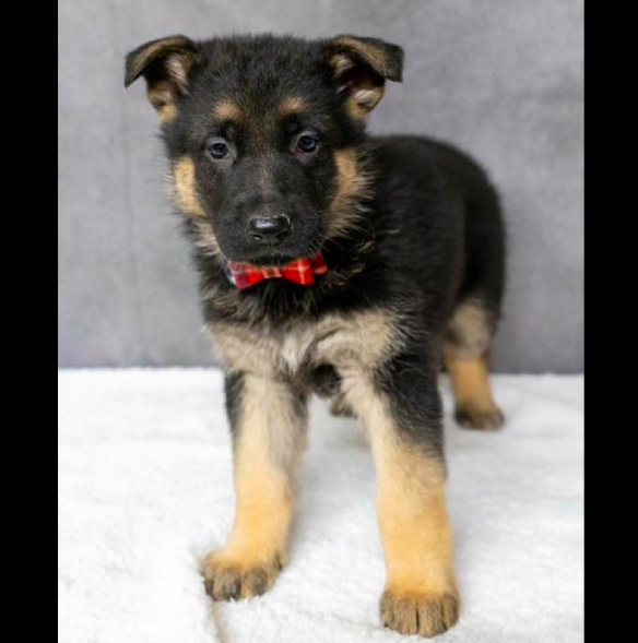 Billy <br> GERMAN SHEPHERD PUPPY <br>FOR SALE