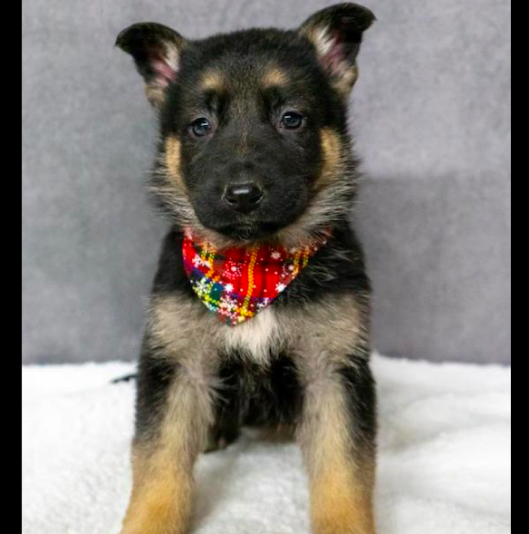 CHICA <br> GERMAN SHEPHERD PUPPY <br>FOR SALE