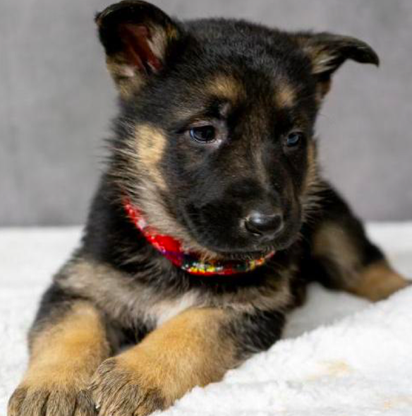 CHICA <br> GERMAN SHEPHERD PUPPY <br>FOR SALE