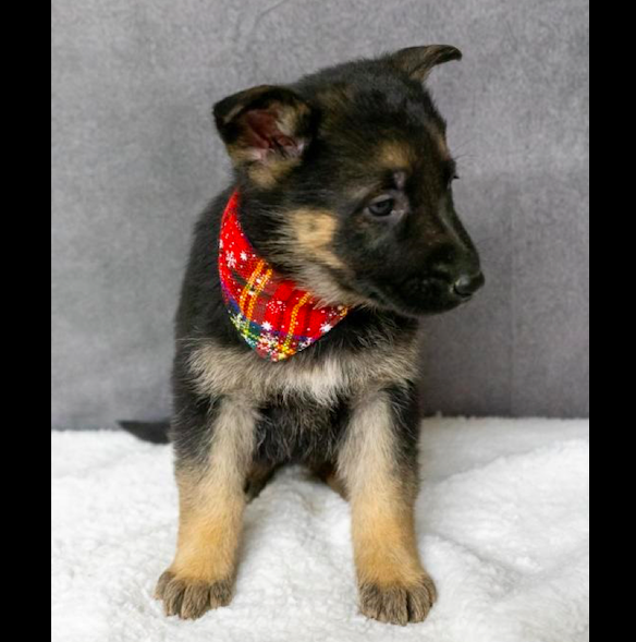 CHICA – GERMAN SHEPHERD PUPPY FOR SALE – UAE Classic Pets