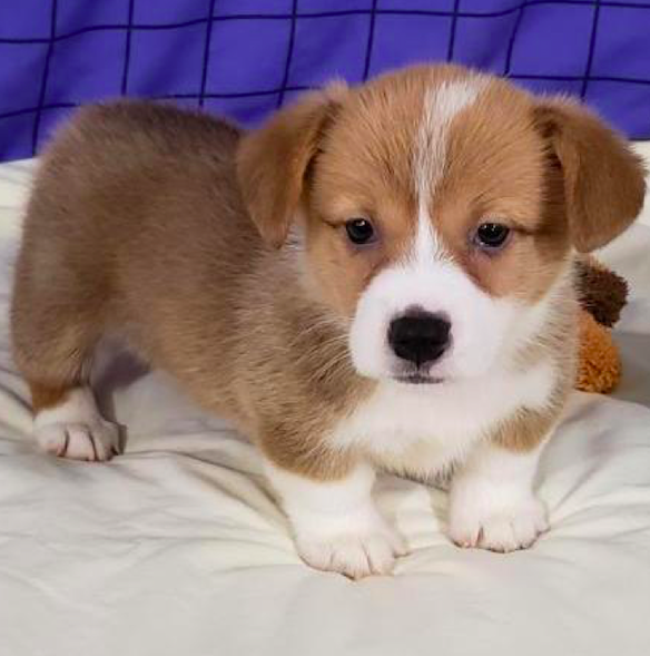 LEIGH <br> DM CLEAR  WELSH CORGI PUPPY FOR SALE