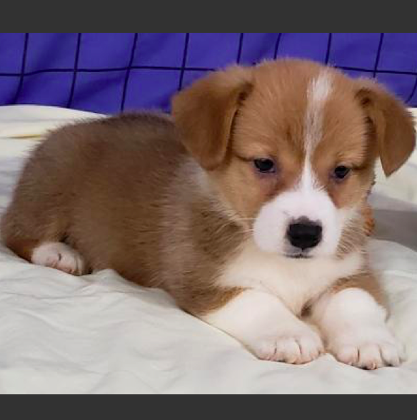 LEIGH <br> DM CLEAR  WELSH CORGI PUPPY FOR SALE