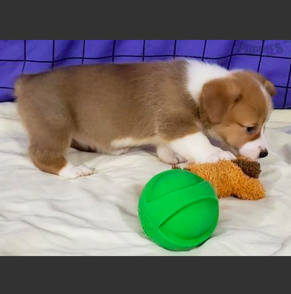 LEIGH <br> DM CLEAR  WELSH CORGI PUPPY FOR SALE