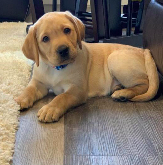 ROSE ENGLISH <br> LABRADOR RETRIEVER PUPPY <br>FOR SALE