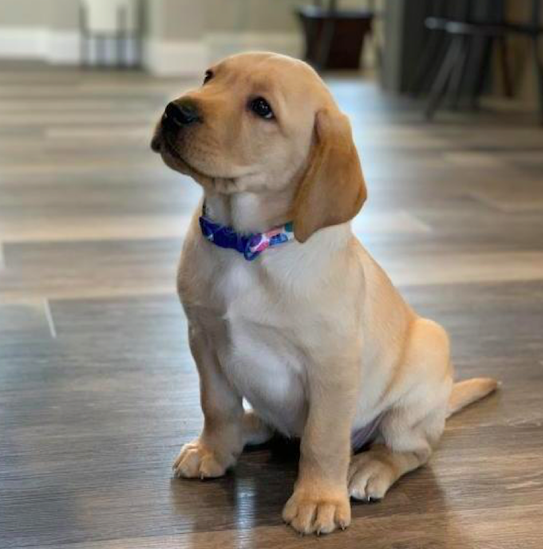 ROSE ENGLISH <br> LABRADOR RETRIEVER PUPPY <br>FOR SALE