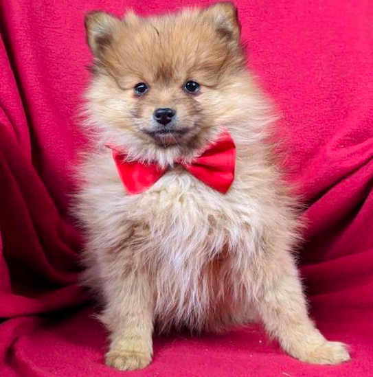 RYCE <br> POMERANIAN PUPPY <br>FOR SALE