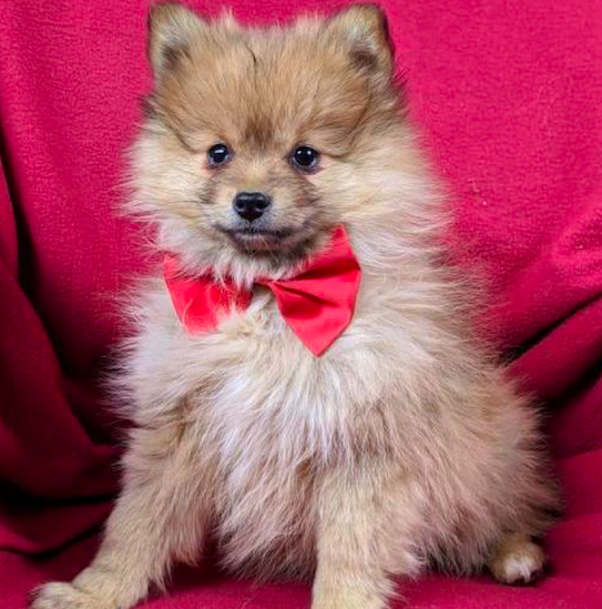 RYCE POMERANIAN PUPPY FOR SALE UAE Classic Pets