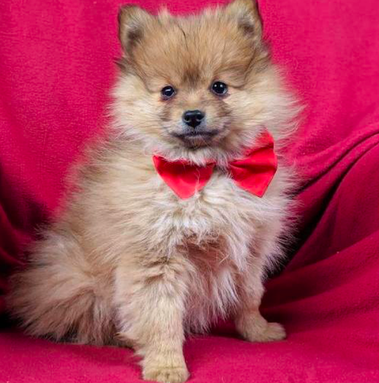 RYCE <br> POMERANIAN PUPPY <br>FOR SALE