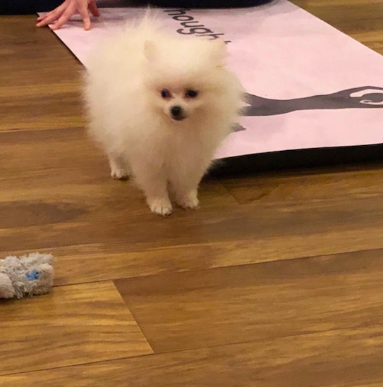 SANDRA <br>POMERANIAN PUPPY <br>FOR SALE