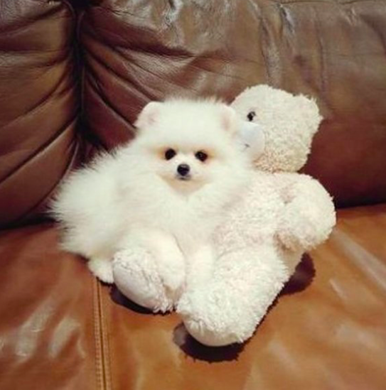 TOOTSIE DEAR <br> POMERANIAN PUPPIES <br>FOR SALE