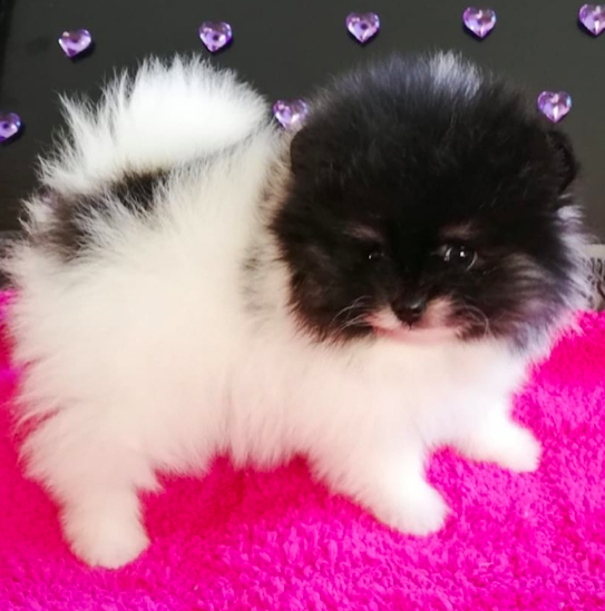 TOOTSIE DEAR <br> POMERANIAN PUPPIES <br>FOR SALE