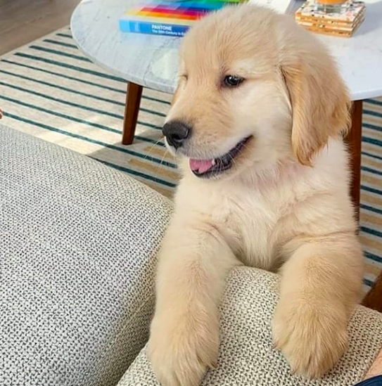 WENDY<br>GOLDEN RETRIEVER PUPPY <br>FOR SALE