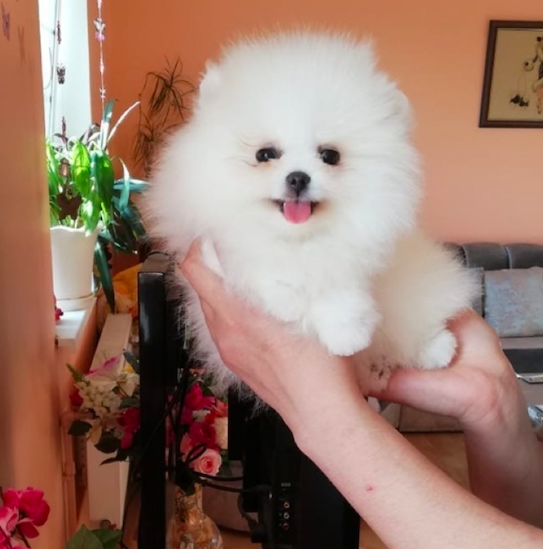 WILBUR <br> POMERANIAN PUPPY <br>FOR SALE 