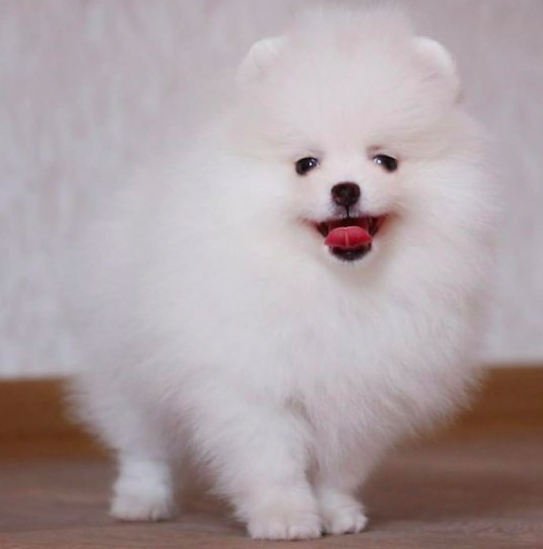 WILBUR <br> POMERANIAN PUPPY <br>FOR SALE 