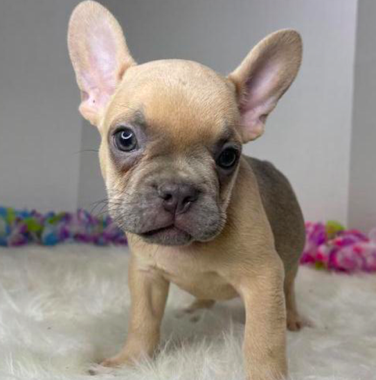 GRANT & FERN – FRENCH BULLDOG PUPPIES FOR SALE – UAE Classic Pets