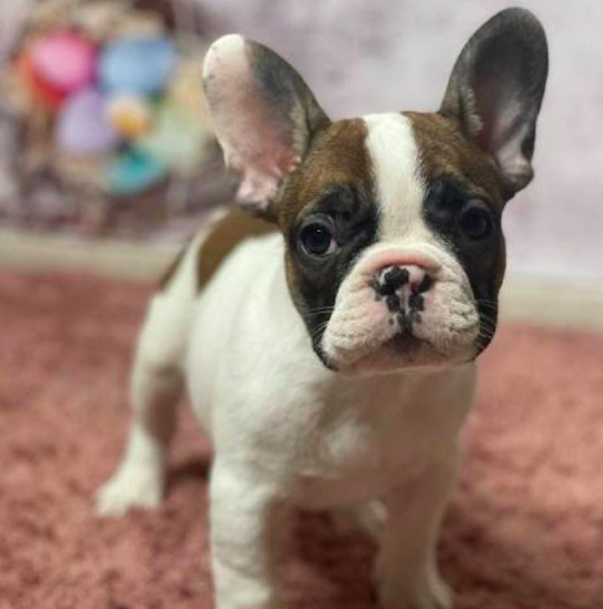 GRANT & FERN <br> FRENCH BULLDOG PUPPIES <br>FOR SALE