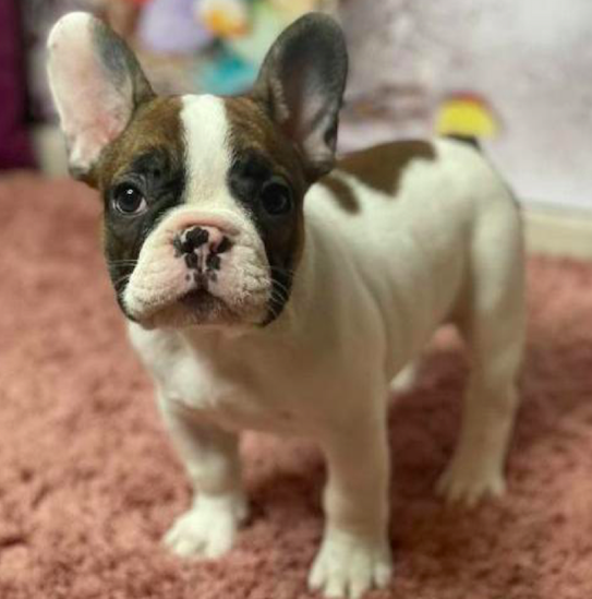 GRANT & FERN <br> FRENCH BULLDOG PUPPIES <br>FOR SALE