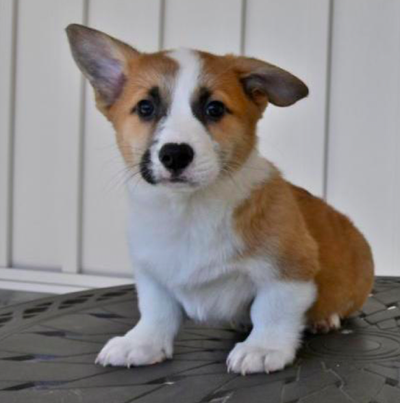 MAX - WELSH <br>CORGI (PEMBROKE) PUPPY <br>FOR SALE 