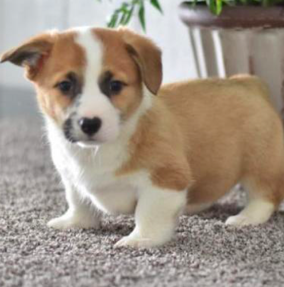 MAX - WELSH <br>CORGI (PEMBROKE) PUPPY <br>FOR SALE 