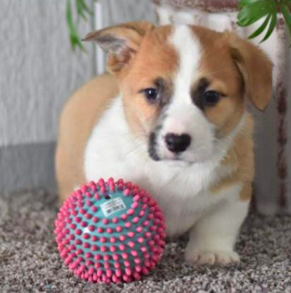 MAX - WELSH <br>CORGI (PEMBROKE) PUPPY <br>FOR SALE 