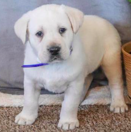 PAXTON <br>LABRADOR RETRIEVER PUPPY <br>FOR SALE