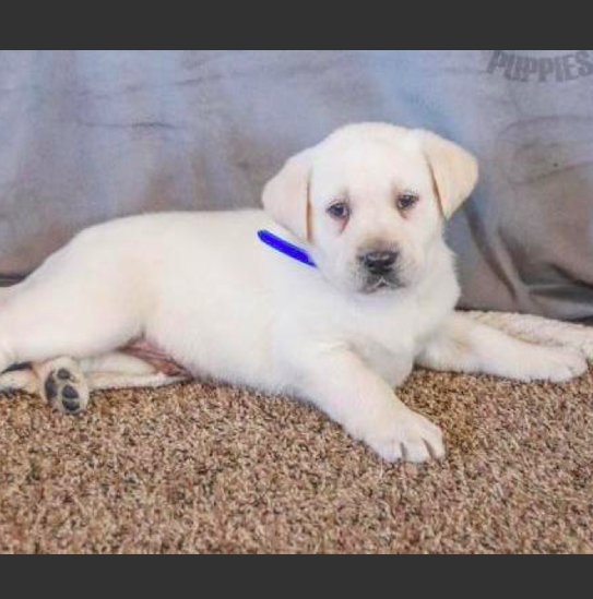 PAXTON <br>LABRADOR RETRIEVER PUPPY <br>FOR SALE