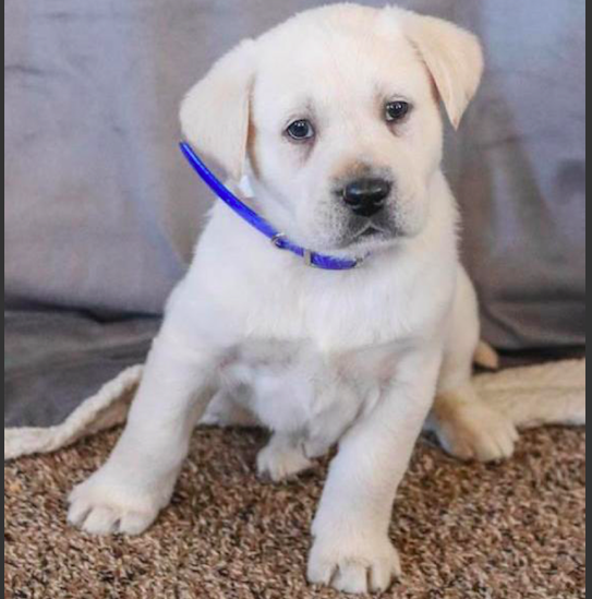 PAXTON <br>LABRADOR RETRIEVER PUPPY <br>FOR SALE