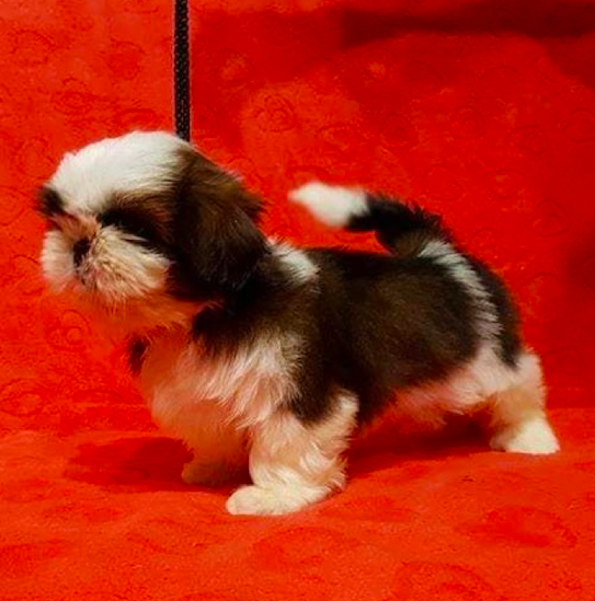 IVY <br>SHIH TZU PUPPY <br>FOR SALE