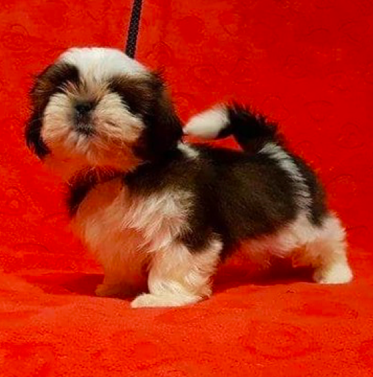 IVY <br>SHIH TZU PUPPY <br>FOR SALE