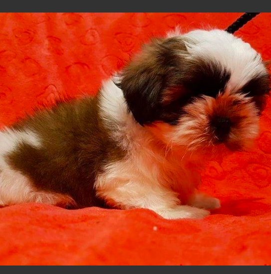 IVY <br>SHIH TZU PUPPY <br>FOR SALE