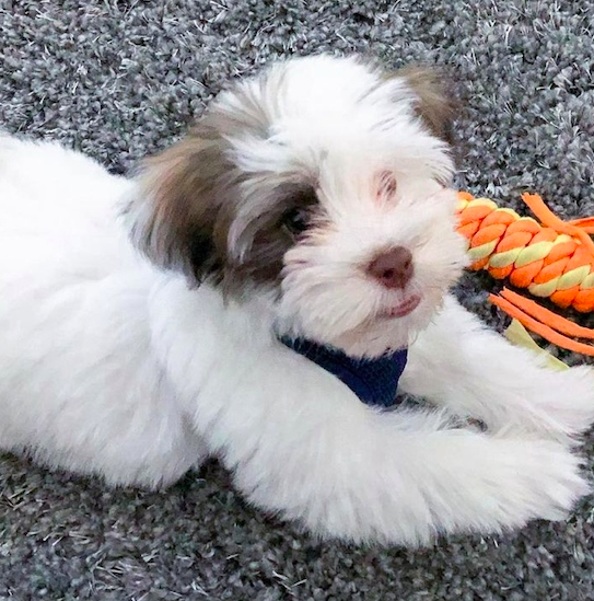 MAGGIE & MORGAN <br> HAVANESE PUPPIES <br>FOR SALE