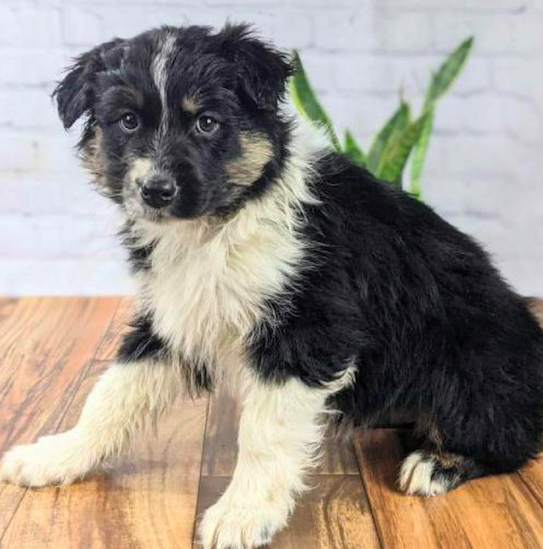 PEGGIE <br> AUSTRALIAN SHEPHERD PUPPY <br>FOR SALE