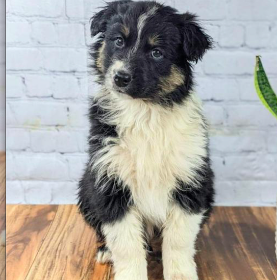 PEGGIE <br> AUSTRALIAN SHEPHERD PUPPY <br>FOR SALE