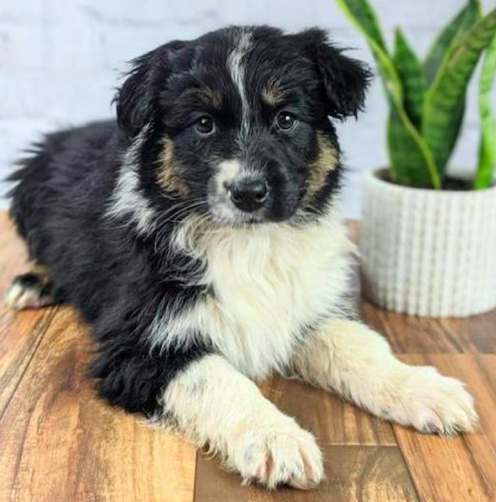 PEGGIE <br> AUSTRALIAN SHEPHERD PUPPY <br>FOR SALE